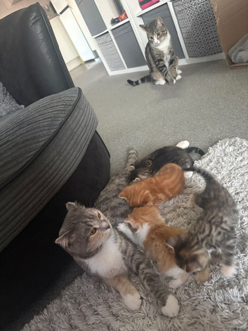 Beautiful kittens for sale