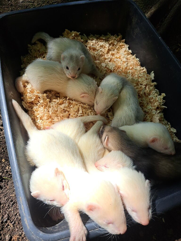 Ferret kitts