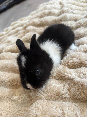 Angora x lionhead babies