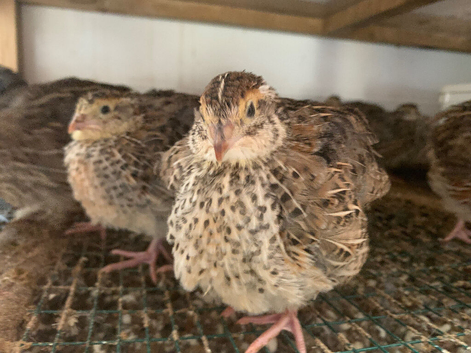 Young jumbo Coturnix quails for sale