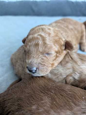 Beautiful Apricot Toy Poodle Puppy