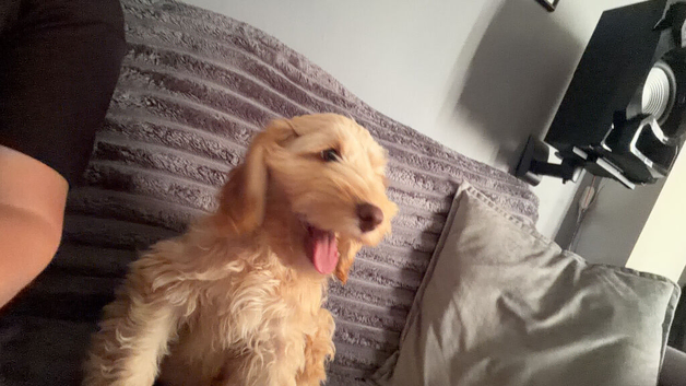 Cockapoo