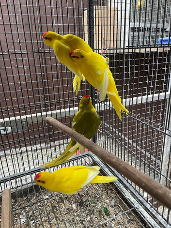 Baby kakarikis