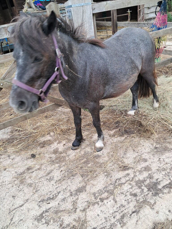 Steel grey very pretty pony,