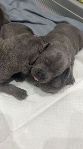 Staffordshire bull terrier puppys
