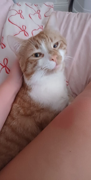 Male and female cats looking for new home