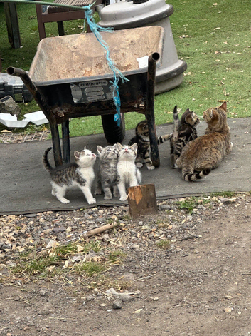 3 Beautiful kittens 9 weeks old