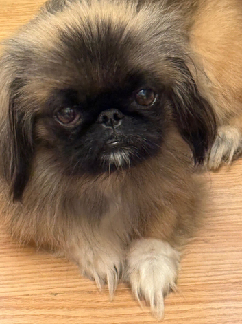 Magnificent Pekingnese sleeve female sable 2 years