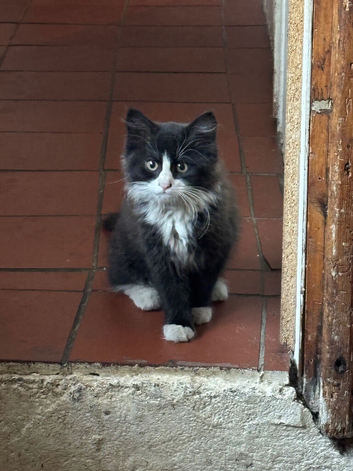 Beautiful female kitten