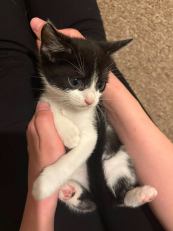 Cutesy mixed breed kittens for sale