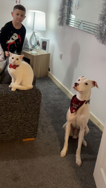 White lurcher x staff male 2 yrs old