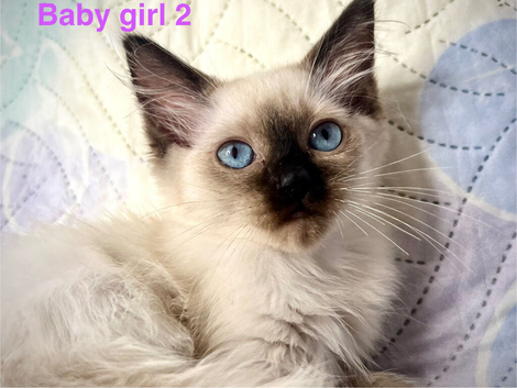 READY NOW -LAST ONE - GIRL RAGDOLL KITTEN