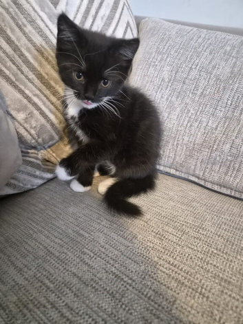 Selling 9 weeks old female kitten