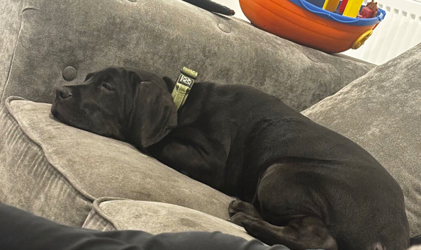 Black Cane corso pup