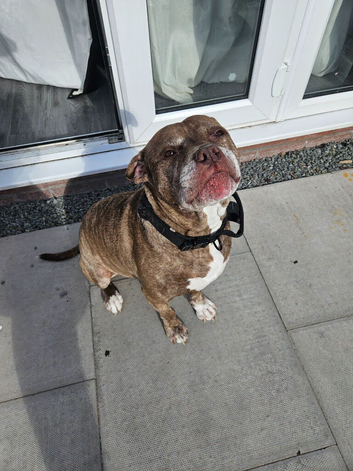 Urgent rehoming needed