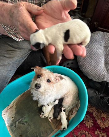 Traditional rough haired Jack Russell puppies