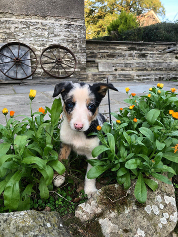 Welsh Sheepdog pups
