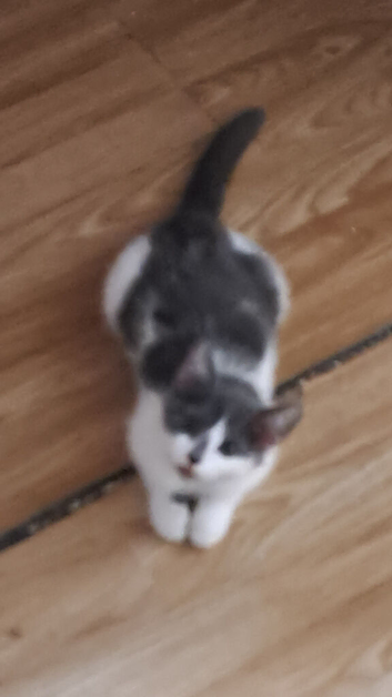 Cute cat for sale