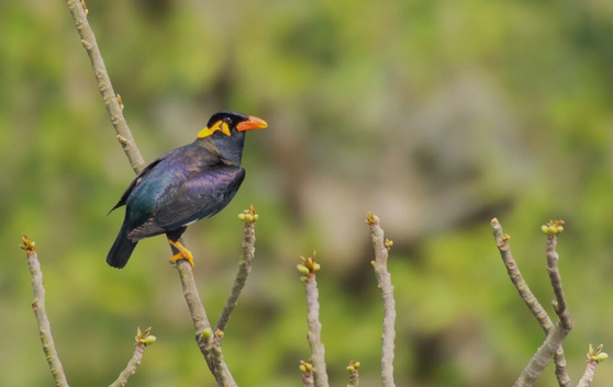 Looking for mynah