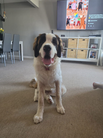 7month old saint bernard