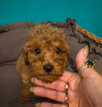 FOX RED TOY POODLE PUPPIES