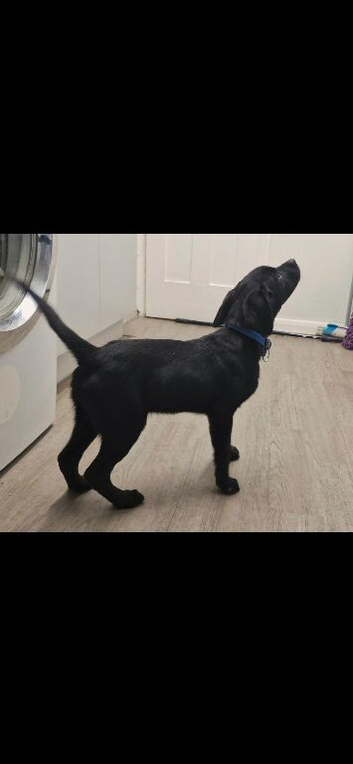3 black lab pups