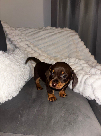 Gorgeous chocolate and tan boy Chiweenie