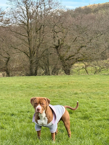 Estud dog. Great dog good temperament only 16 months