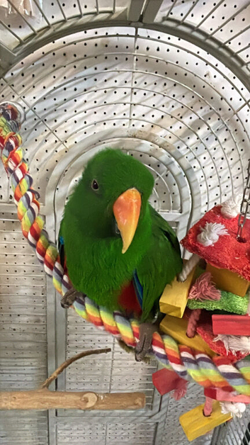 Tame Talking Eclectus Parrot