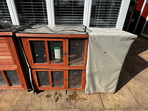 Female rabbit forsalwwith hutch