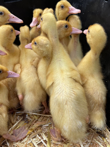 Cherry valley ducklings 2 weeks old