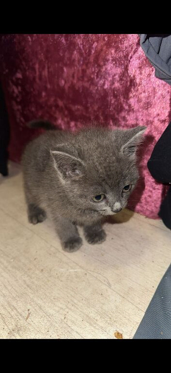 2 blue female kitten