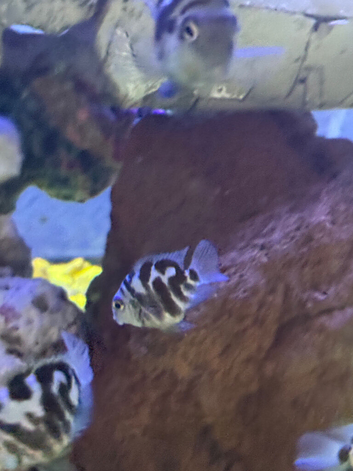 Polo blue parrot fish
