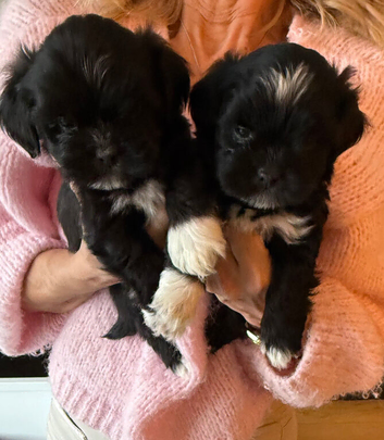 Pure bred Lhasa Apso pups