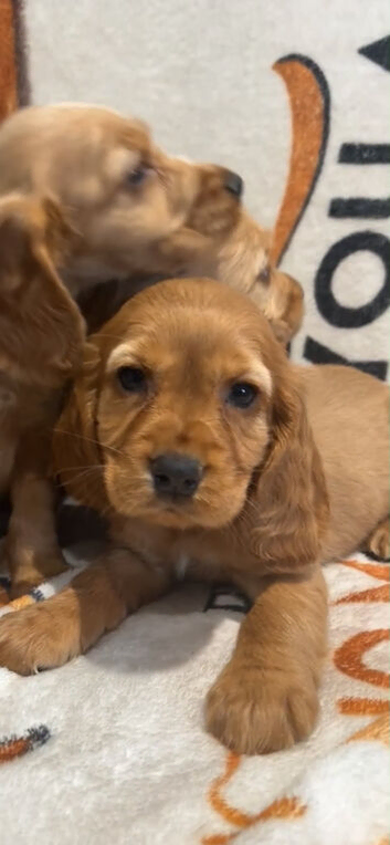 Red Cocker Spaniel Puppies