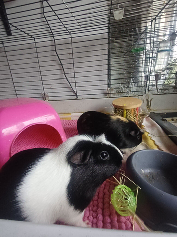 2 female guinea pigs for sale