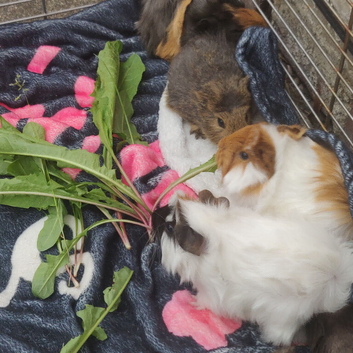 Baby guinea pigs