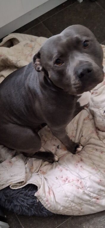 Wanted: Staffordshire bull terrier stud dog