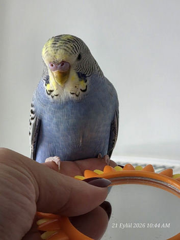 Budgie