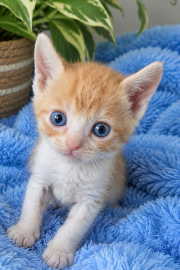 2 gingers left READY NOW BENGAL X SELKIRK REX BOYS