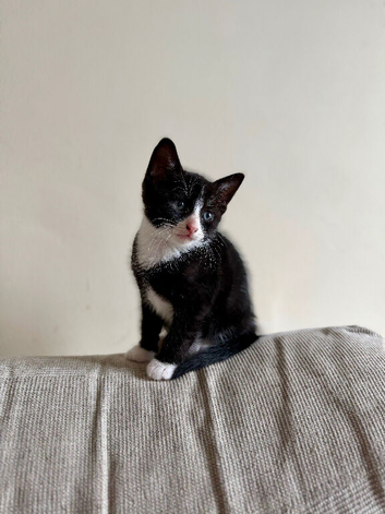 3 male kittens