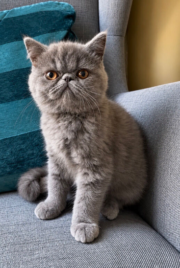 Exotic Shorthair Kittens For Sale