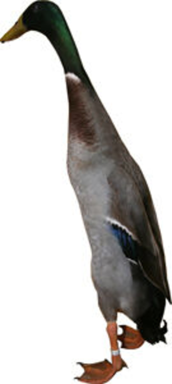 Chocolate mallard drakes - young NN10