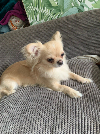 Apple head male chihuahua,