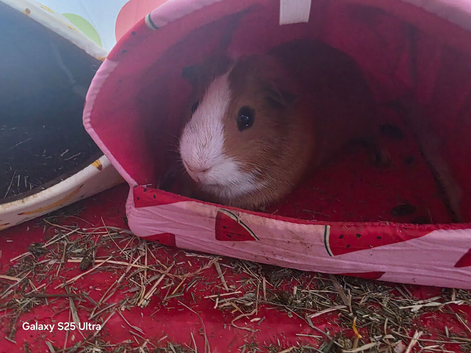 2 guinea pigs in need of a loving home