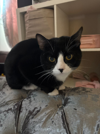 Ozzi, 1 and a half year old male mix breed