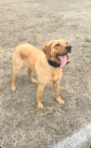 KC Registered female for sale