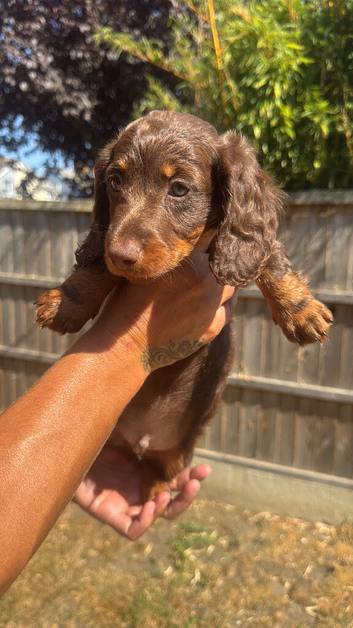 Miniature Beautiful long hair dachshunds