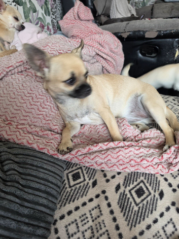 Chihuahua gril 8mouths old
