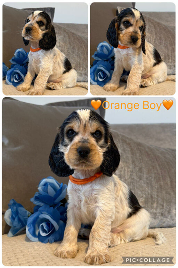 Kc registered show type cocker pups